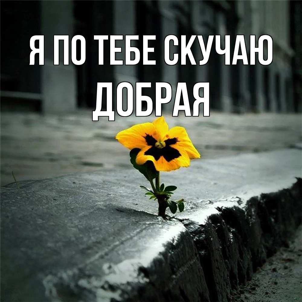 Открытка на каждый день с именем, Добрая Я по тебе скучаю надеюсь будет лучше Прикольная открытка с пожеланием онлайн скачать бесплатно 