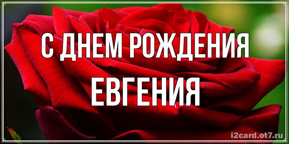 Открытка на каждый день с именем, Евгения С днем рождения розочка очень красивая Прикольная открытка с пожеланием онлайн скачать бесплатно 