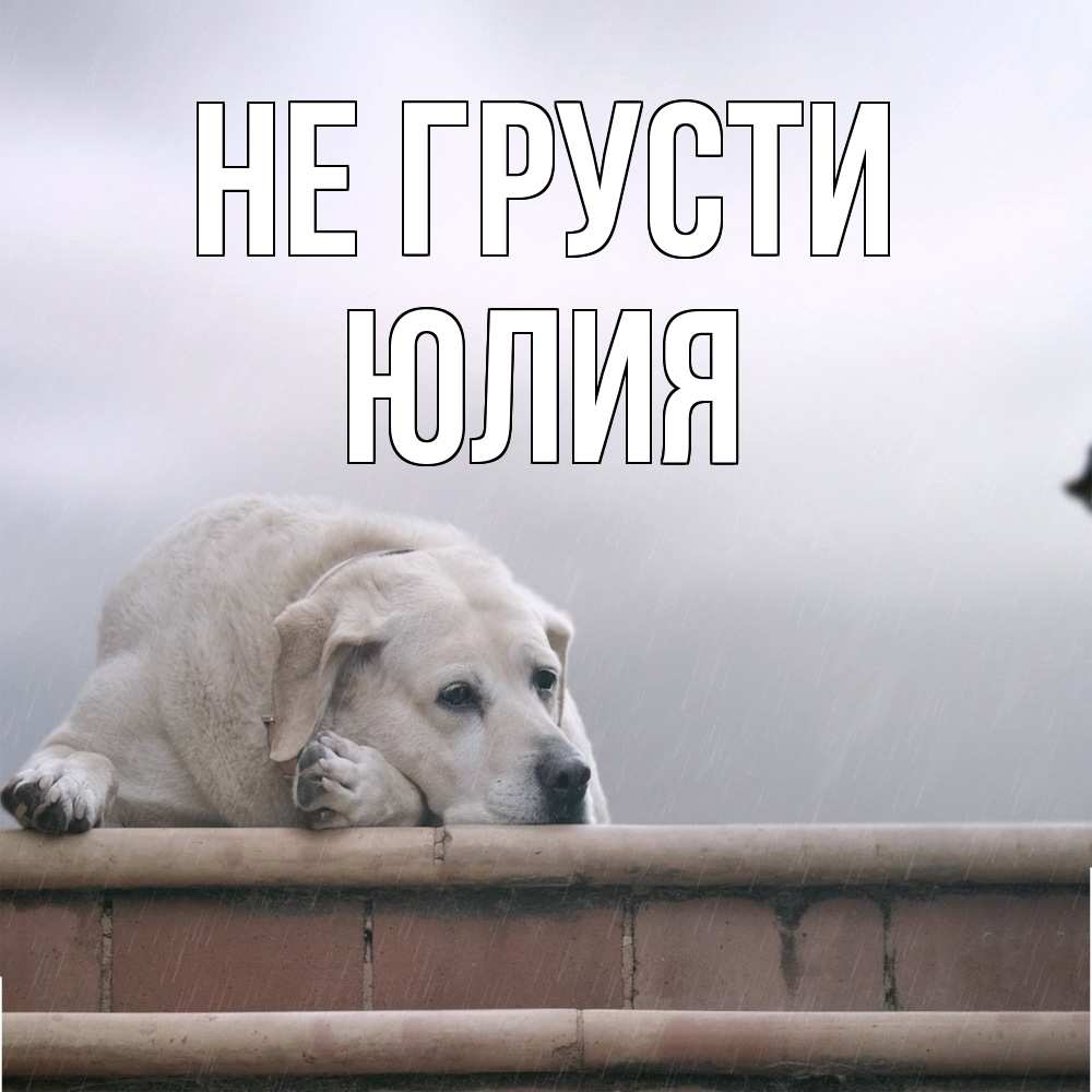 Открытка на каждый день с именем, Юлия Не грусти белый пес 1 Прикольная открытка с пожеланием онлайн скачать бесплатно 