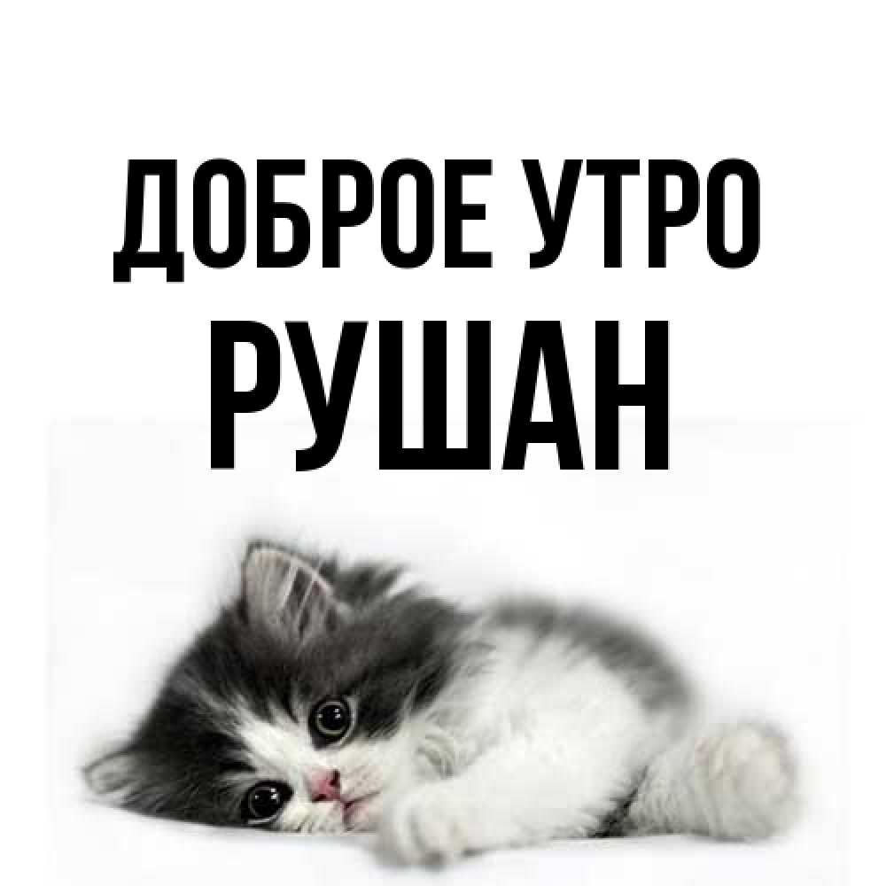 Открытка на каждый день с именем, Рушан Доброе утро кот лапки Прикольная открытка с пожеланием онлайн скачать бесплатно 