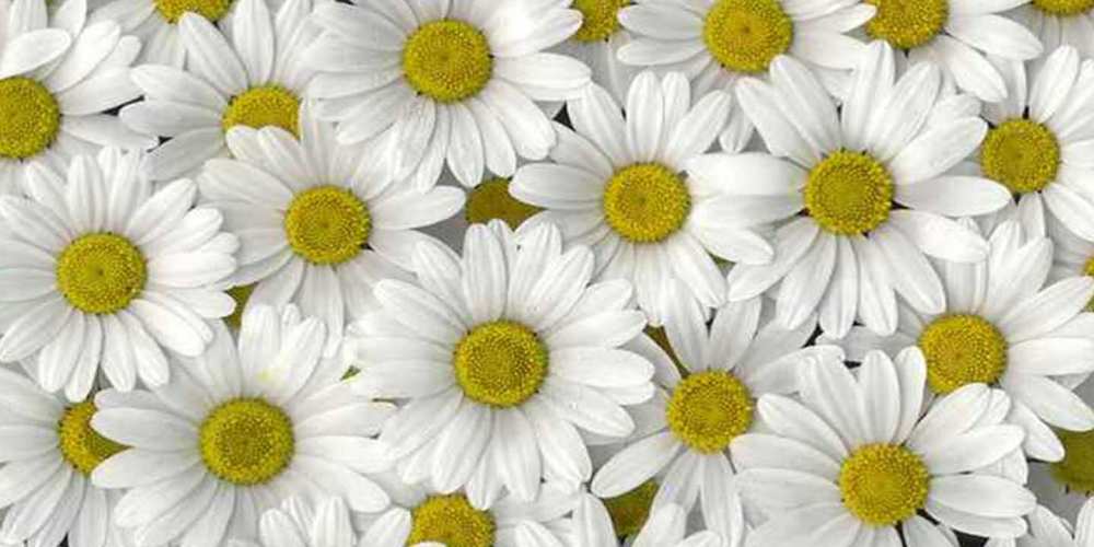 Открытка на каждый день с именем, Ролан Хорошего настроения поляна ромашек Прикольная открытка с пожеланием онлайн скачать бесплатно 