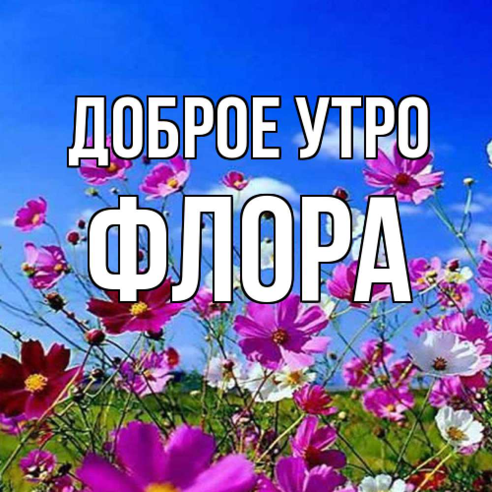 Открытка на каждый день с именем, Флора Доброе утро сиреневые цветы Прикольная открытка с пожеланием онлайн скачать бесплатно 