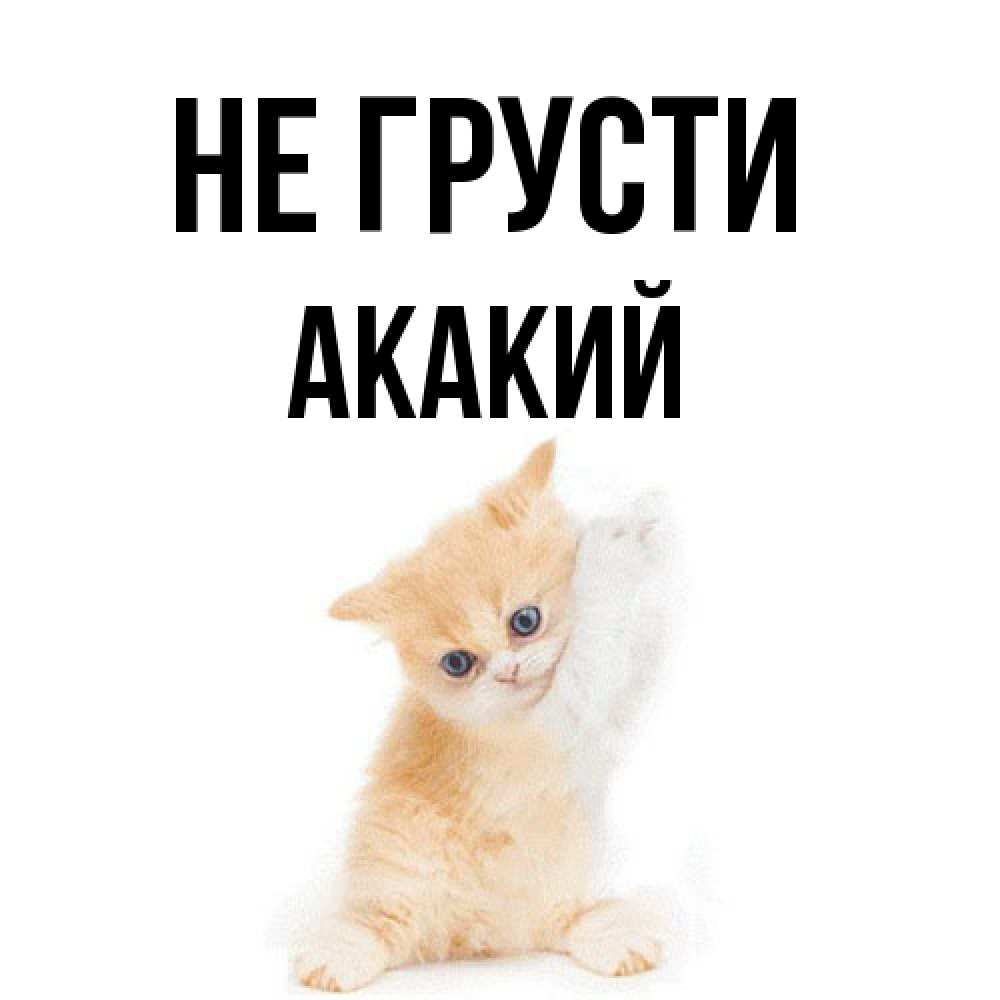 Открытка на каждый день с именем, Акакий Не грусти просящий кот Прикольная открытка с пожеланием онлайн скачать бесплатно 
