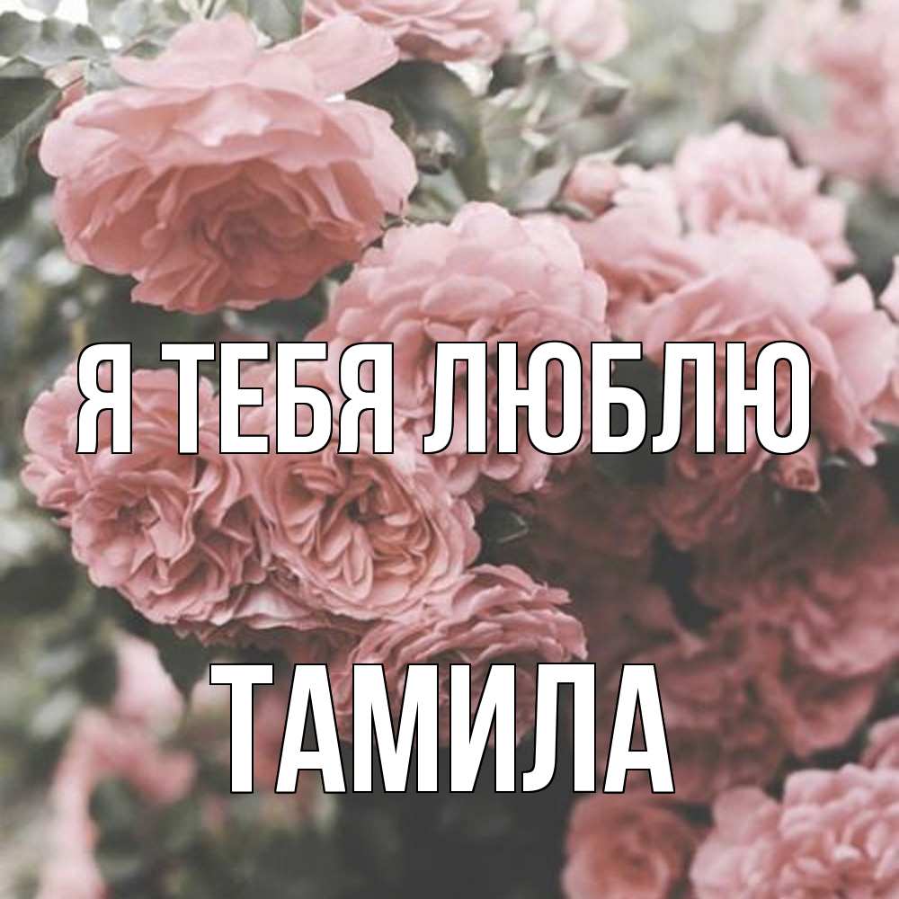 Открытка на каждый день с именем, ТАМИЛА Я тебя люблю розы 3 Прикольная открытка с пожеланием онлайн скачать бесплатно 