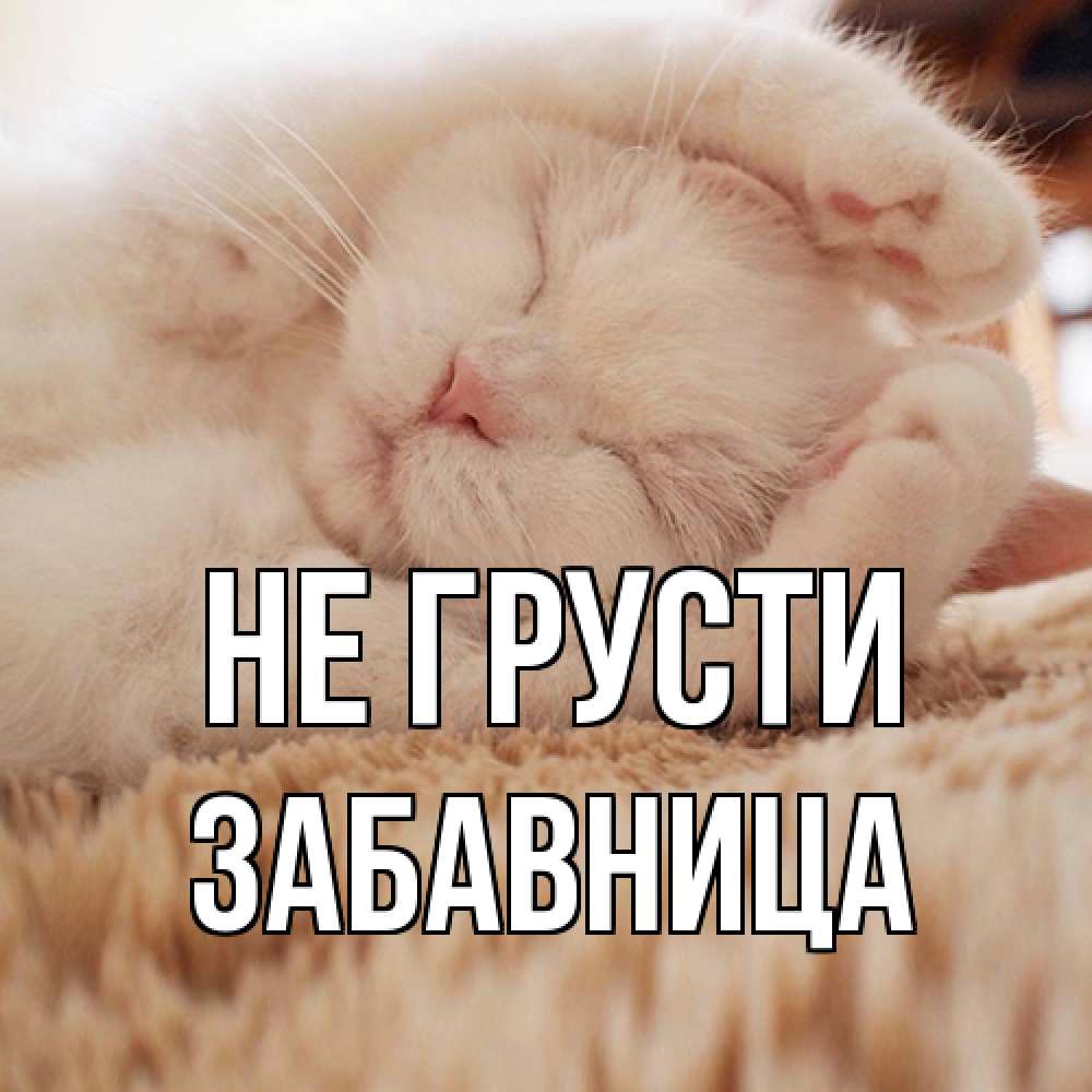 Открытка на каждый день с именем, Забавница Не грусти белый кот Прикольная открытка с пожеланием онлайн скачать бесплатно 