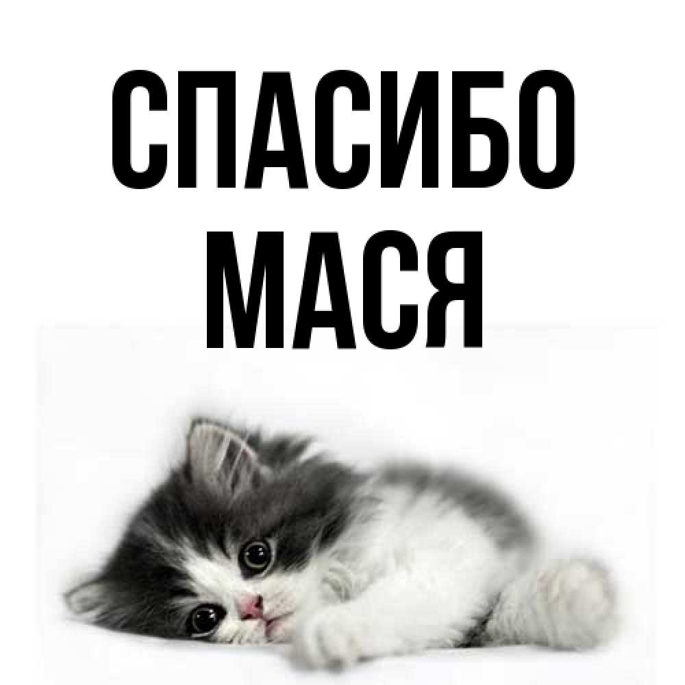 Открытка на каждый день с именем, Мася Спасибо черный и белый кот Прикольная открытка с пожеланием онлайн скачать бесплатно 