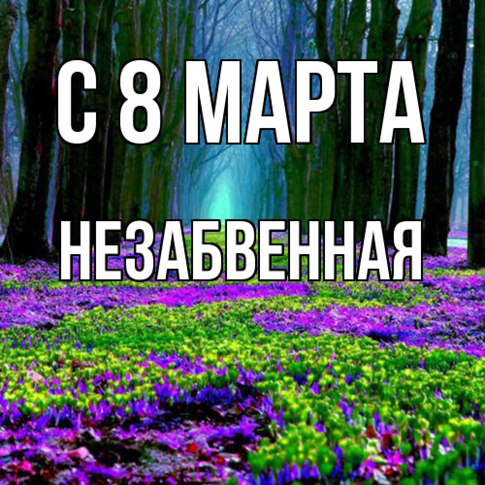 Открытка на каждый день с именем, незабвенная C 8 МАРТА фиолетовые цветы в лесу 1 Прикольная открытка с пожеланием онлайн скачать бесплатно 