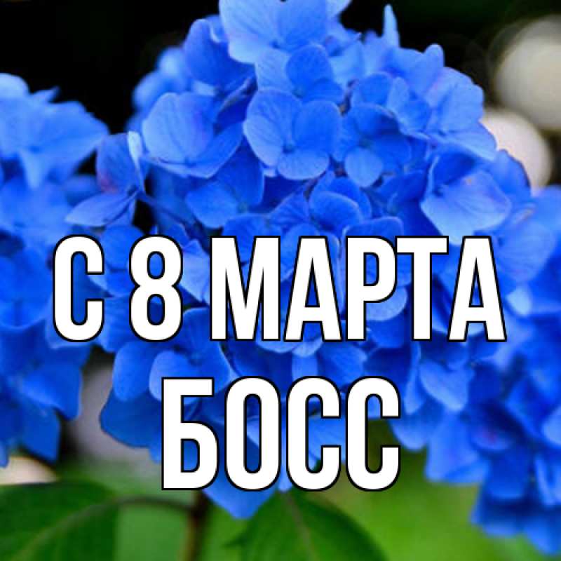 Картинка C 8 МАРТА, Босс