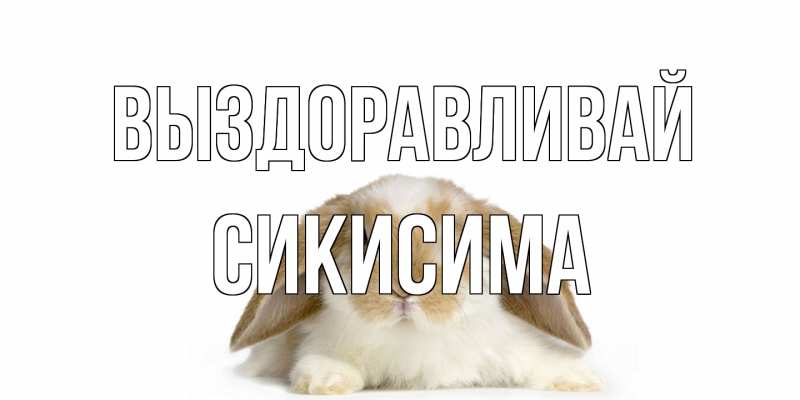 Картинка Выздоравливай, Сикисима
