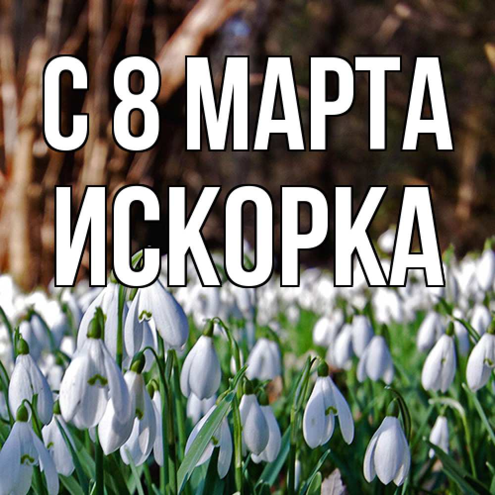 Открытка на каждый день с именем, искорка C 8 МАРТА с подснежниками 1 Прикольная открытка с пожеланием онлайн скачать бесплатно 