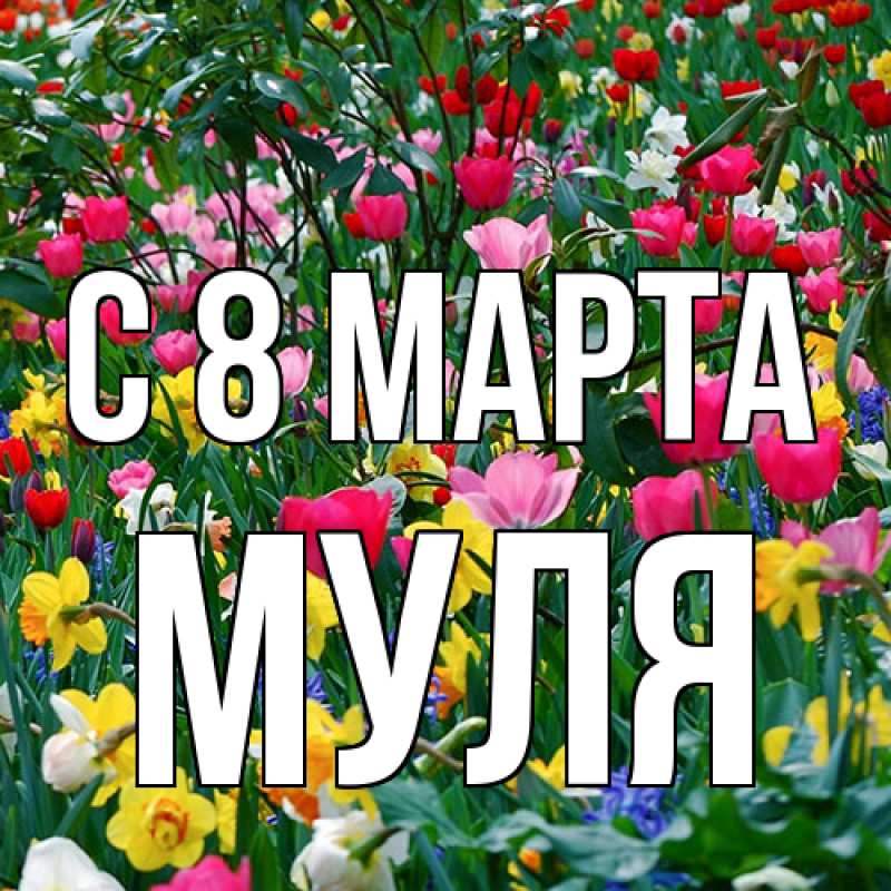 Картинка C 8 МАРТА, Муля