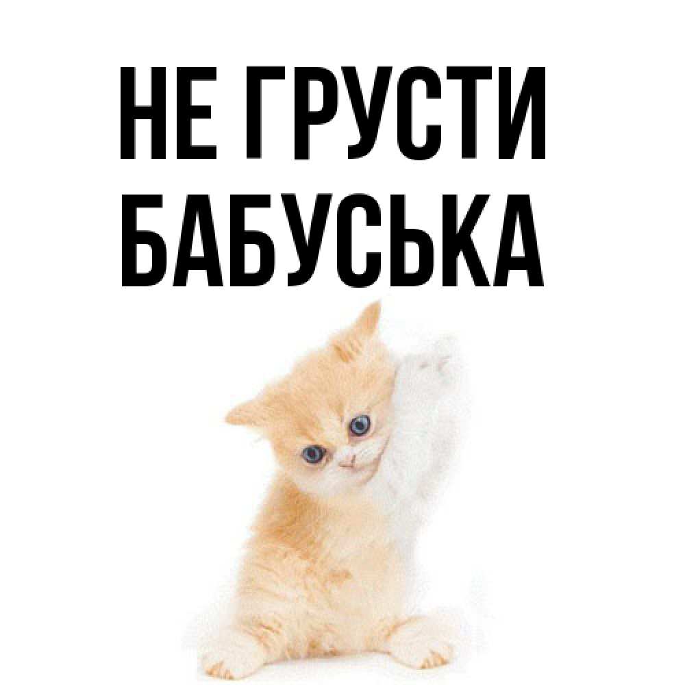 Открытка на каждый день с именем, Бабуська Не грусти просящий кот Прикольная открытка с пожеланием онлайн скачать бесплатно 