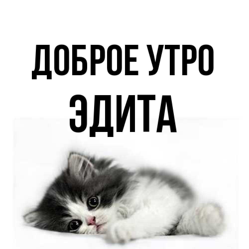 Открытка на каждый день с именем, Эдита Доброе утро кот лапки Прикольная открытка с пожеланием онлайн скачать бесплатно 