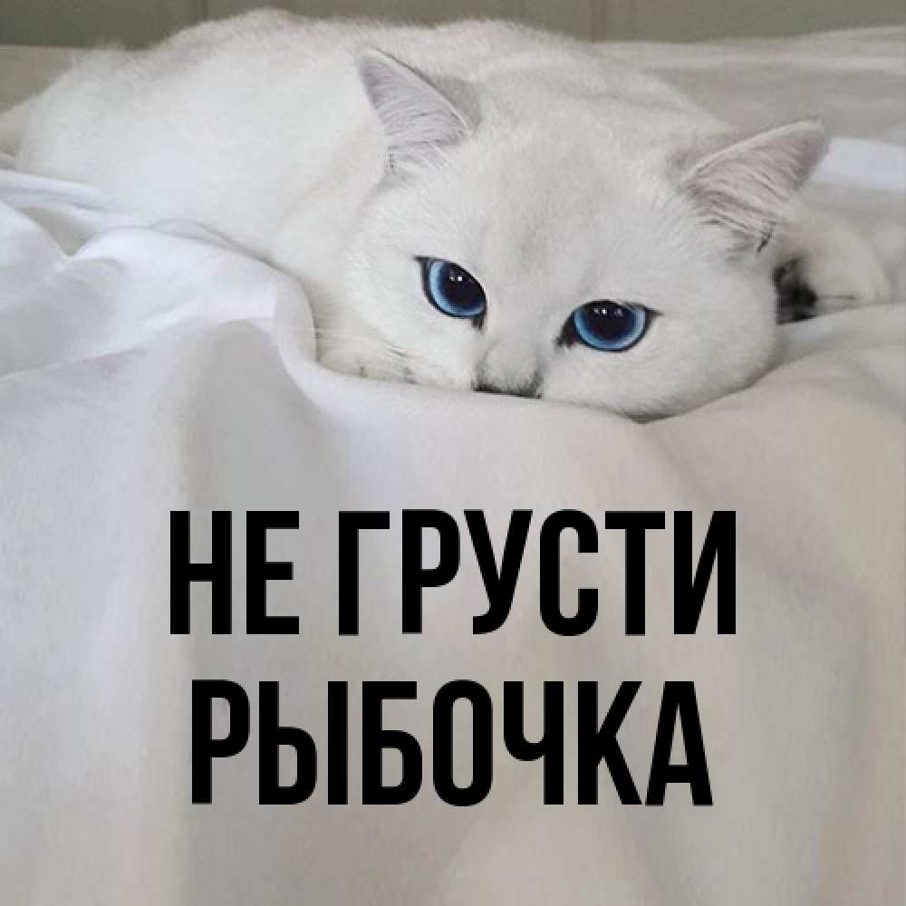 Открытка на каждый день с именем, рыбочка Не грусти Голубоглазая кошка Прикольная открытка с пожеланием онлайн скачать бесплатно 