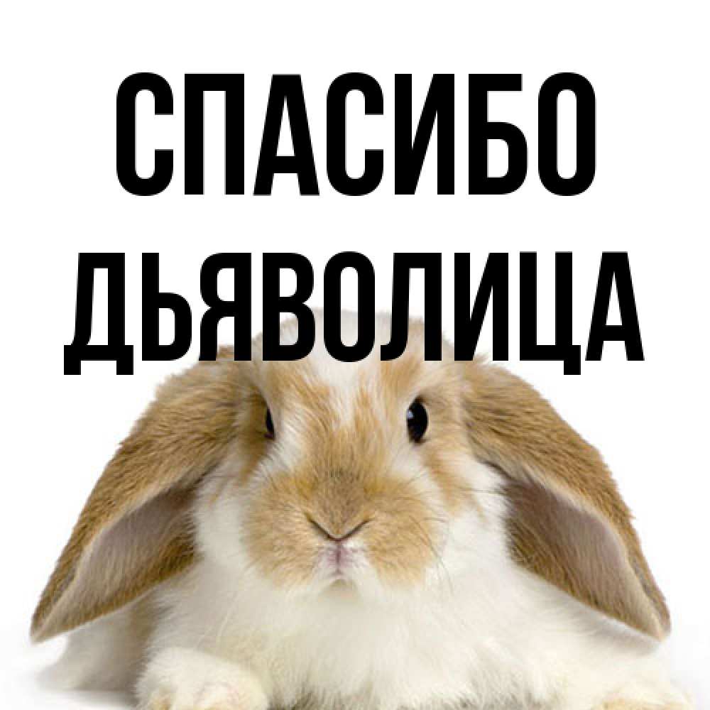 Открытка на каждый день с именем, Дьяволица Спасибо коричнево белый заяц Прикольная открытка с пожеланием онлайн скачать бесплатно 