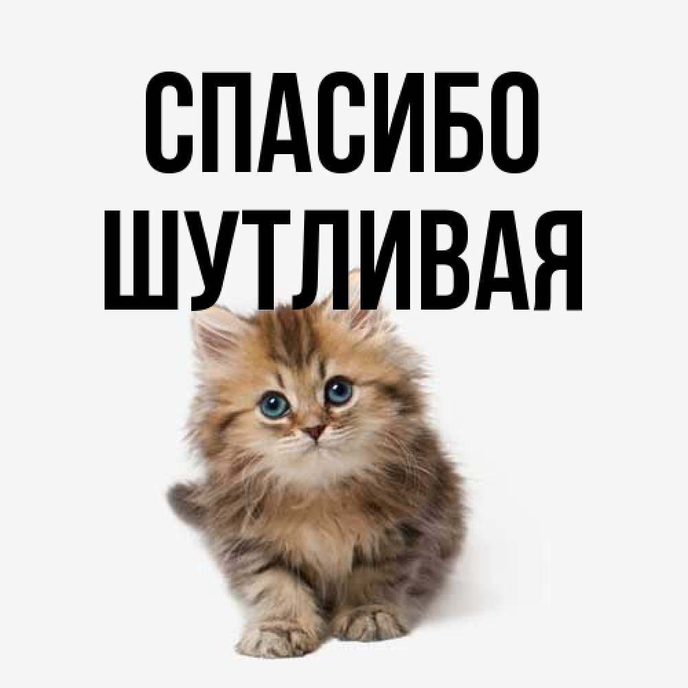 Открытка на каждый день с именем, Шутливая Спасибо пушистый котик Прикольная открытка с пожеланием онлайн скачать бесплатно 
