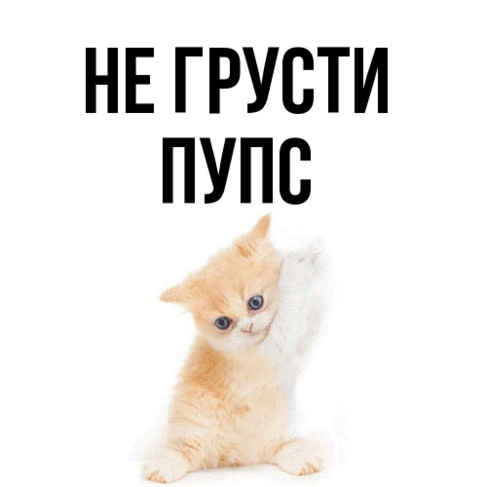 Открытка на каждый день с именем, Пупс Не грусти просящий кот Прикольная открытка с пожеланием онлайн скачать бесплатно 