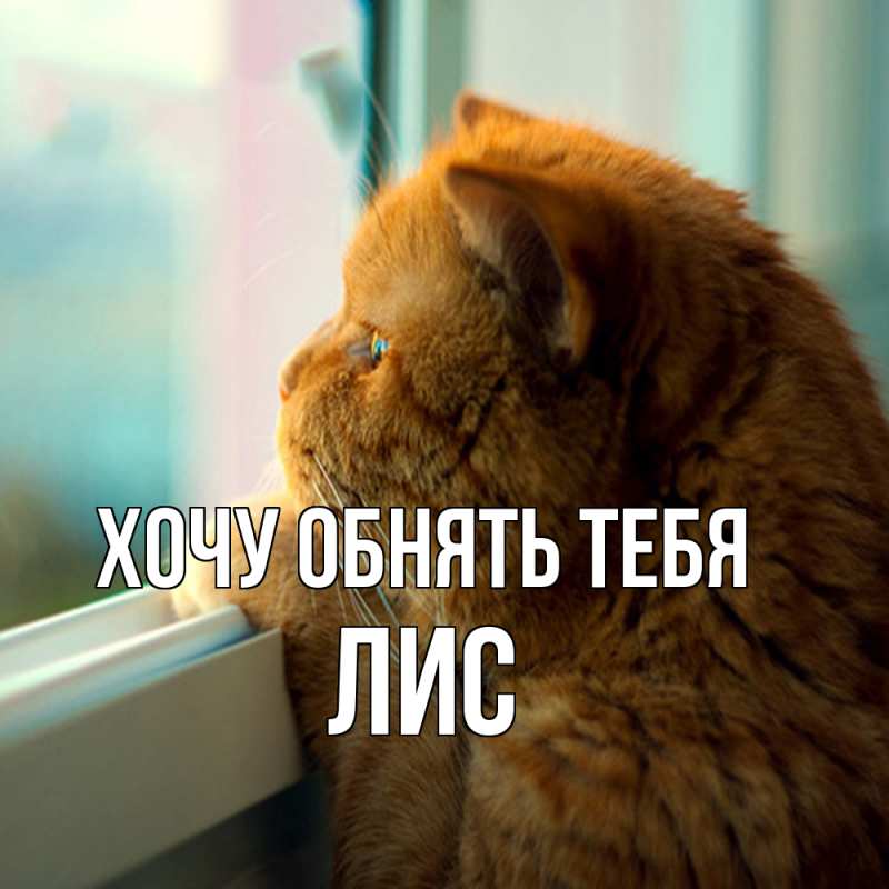 Картинка Хочу обнять тебя, лис