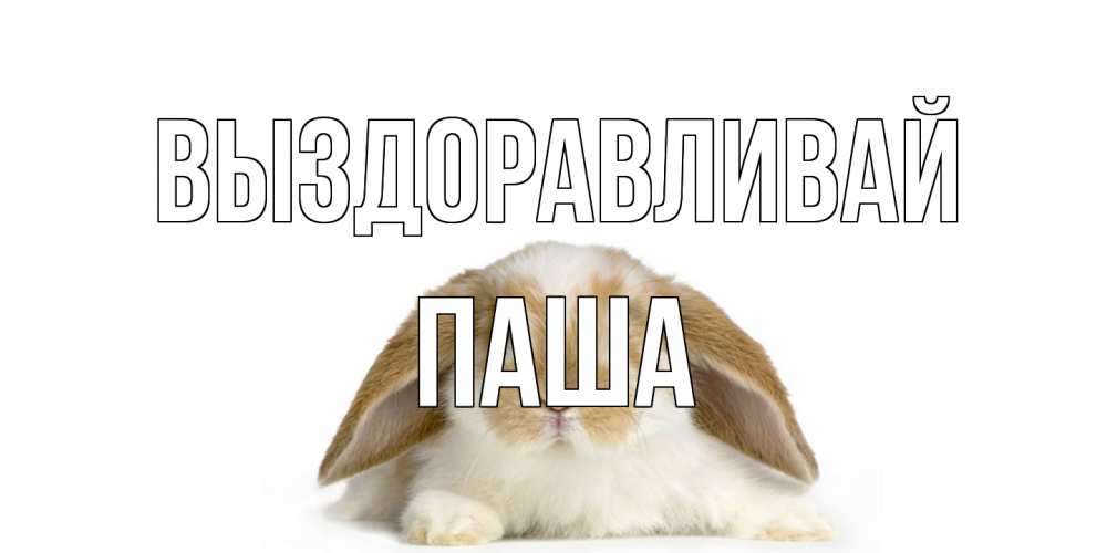 Открытка на каждый день с именем, Паша Выздоравливай вислоухий кролик белого и коричневого цвета Прикольная открытка с пожеланием онлайн скачать бесплатно 