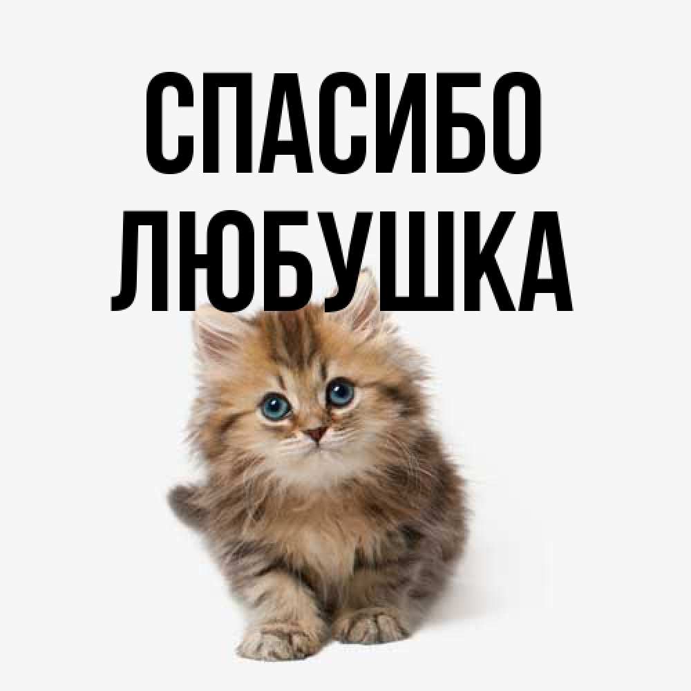 Открытка на каждый день с именем, Любушка Спасибо пушистый котик Прикольная открытка с пожеланием онлайн скачать бесплатно 
