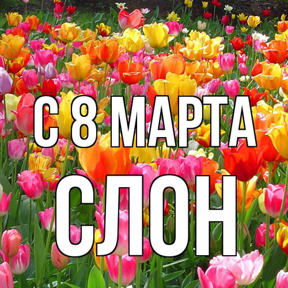 Открытка на каждый день с именем, Слон C 8 МАРТА на международный женский день Прикольная открытка с пожеланием онлайн скачать бесплатно 