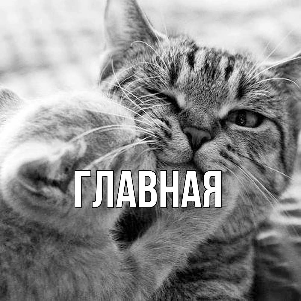 Открытка на каждый день с именем, Анна Главная коты Прикольная открытка с пожеланием онлайн скачать бесплатно 