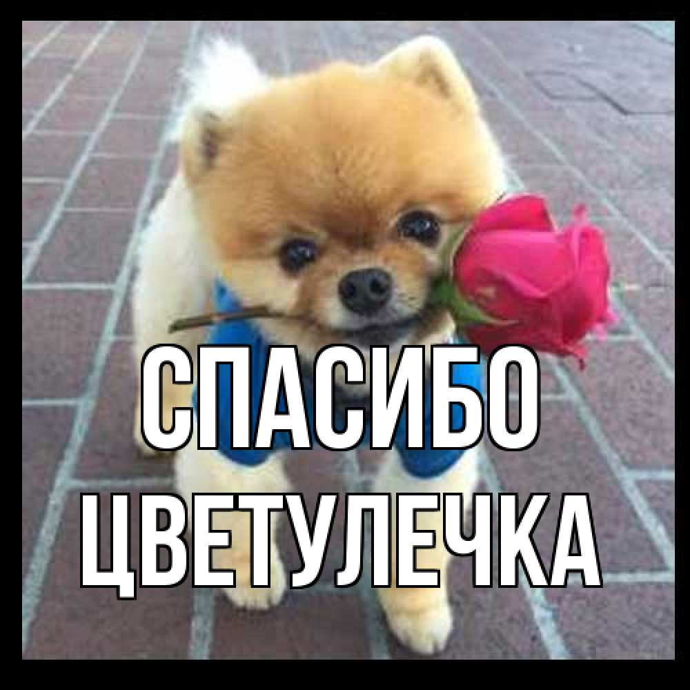 Открытка на каждый день с именем, Цветулечка Спасибо спасибо и дарю тебе цветок Прикольная открытка с пожеланием онлайн скачать бесплатно 