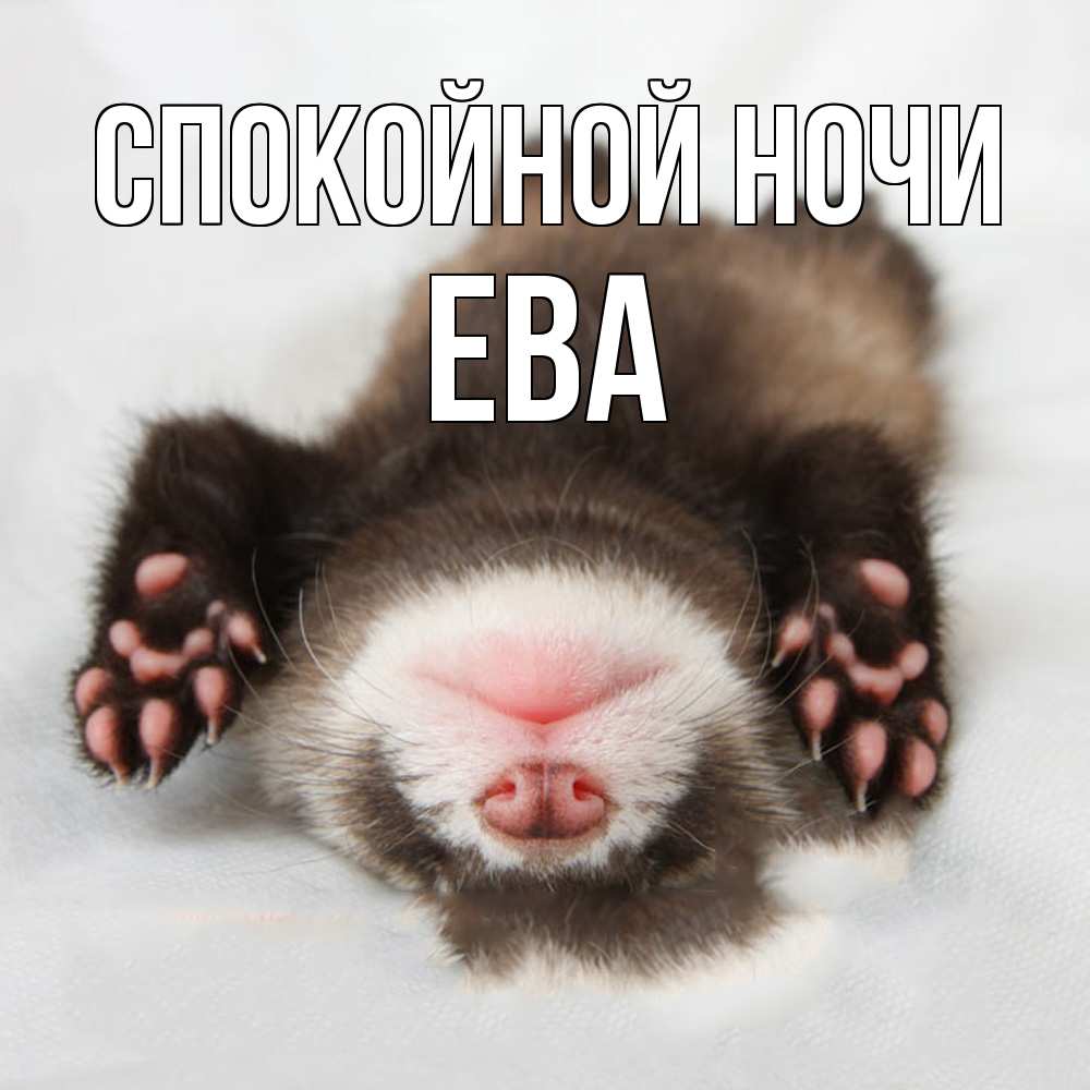 Открытка на каждый день с именем, Ева Спокойной ночи зверек Прикольная открытка с пожеланием онлайн скачать бесплатно 