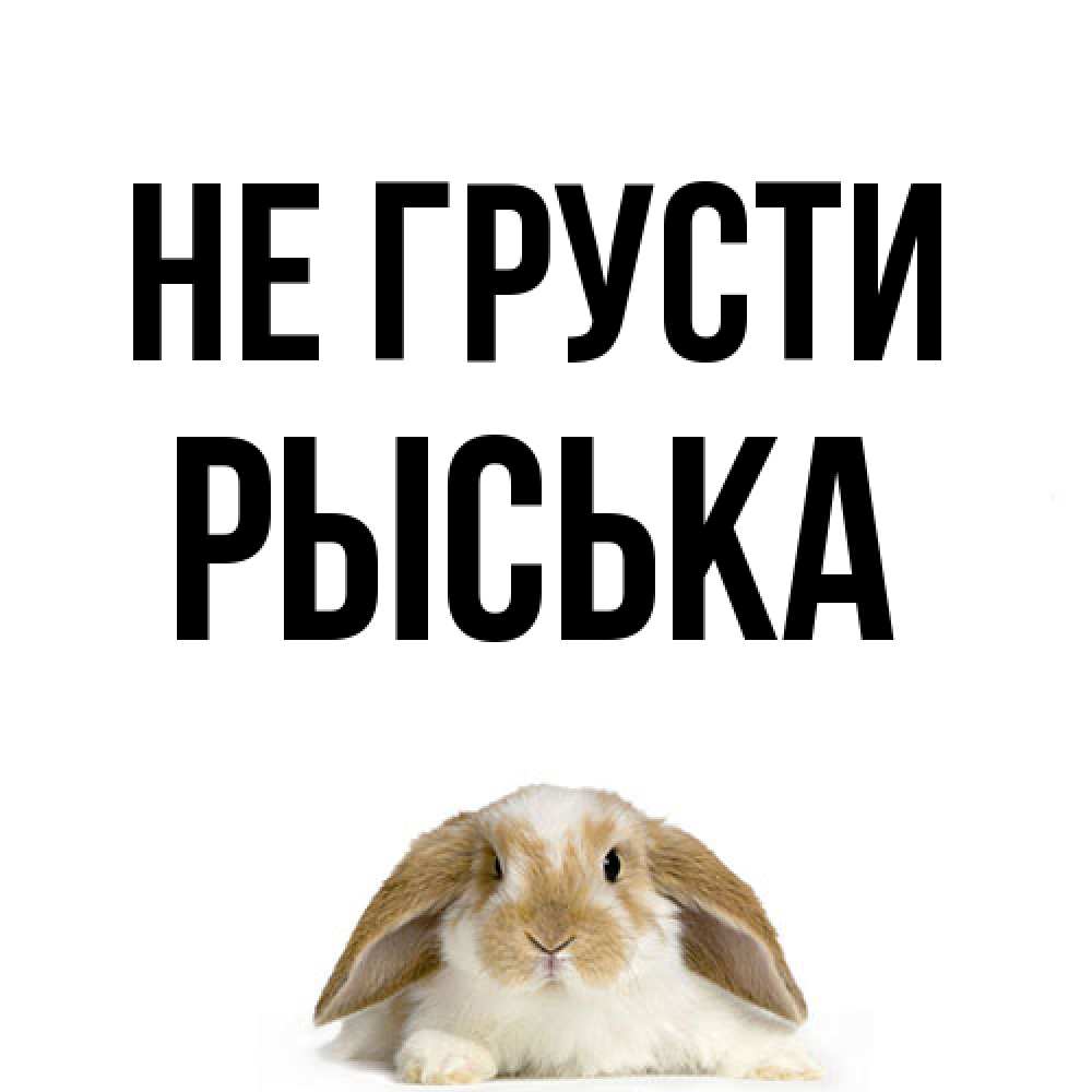 Открытка на каждый день с именем, Рыська Не грусти коричнево белый заяц с большими ушками Прикольная открытка с пожеланием онлайн скачать бесплатно 