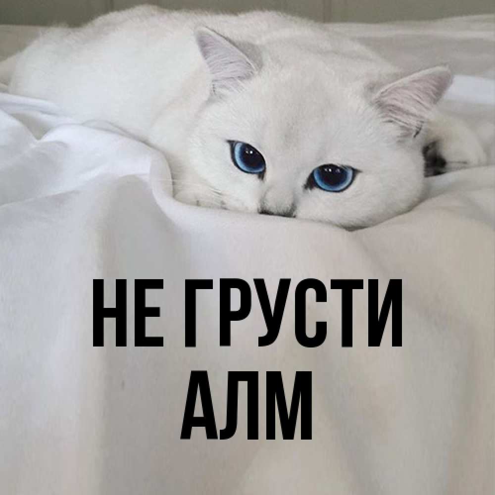 Открытка на каждый день с именем, Алм Не грусти Голубоглазая кошка Прикольная открытка с пожеланием онлайн скачать бесплатно 