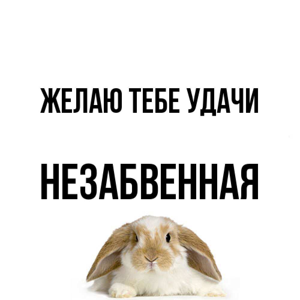 Открытка на каждый день с именем, незабвенная Желаю тебе удачи открытки с произвольным текстом который можно вставить в открытку и создать ее самостоятельно бесплатно онлайн Прикольная открытка с пожеланием онлайн скачать бесплатно 