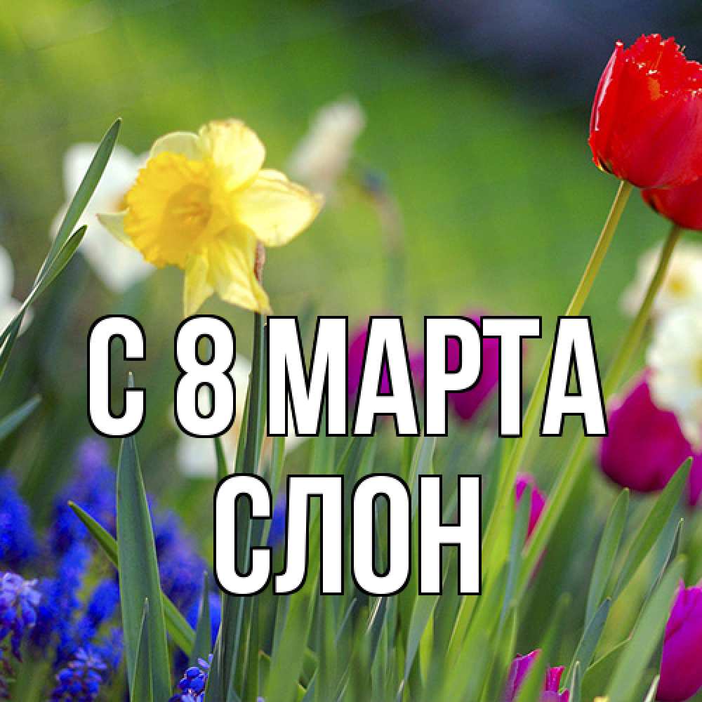 Открытка на каждый день с именем, Слон C 8 МАРТА международный женский день 3 Прикольная открытка с пожеланием онлайн скачать бесплатно 