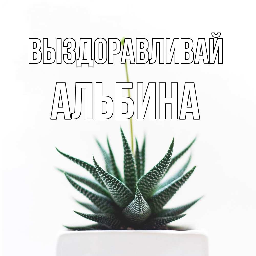 Открытка на каждый день с именем, Альбина Выздоравливай короче это непонятная колючка Прикольная открытка с пожеланием онлайн скачать бесплатно 