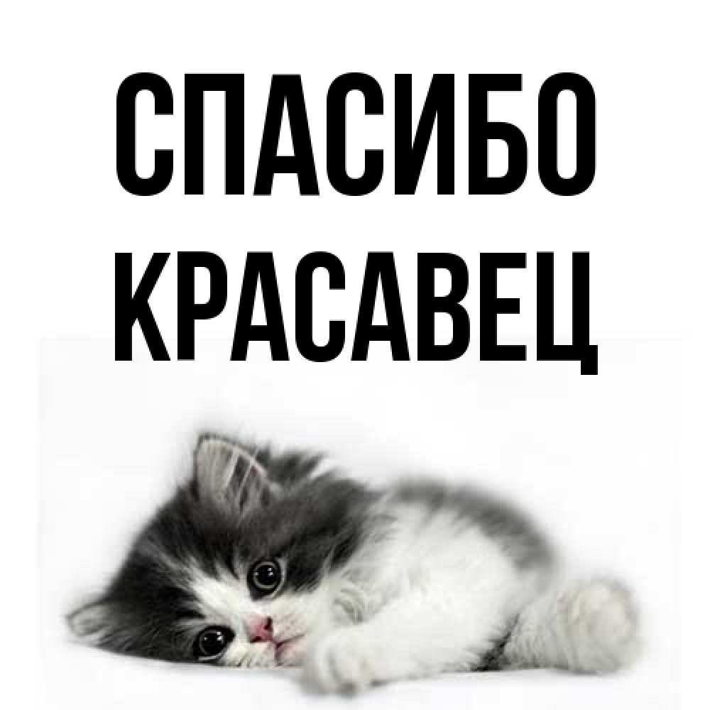 Открытка на каждый день с именем, Красавец Спасибо черный и белый кот Прикольная открытка с пожеланием онлайн скачать бесплатно 