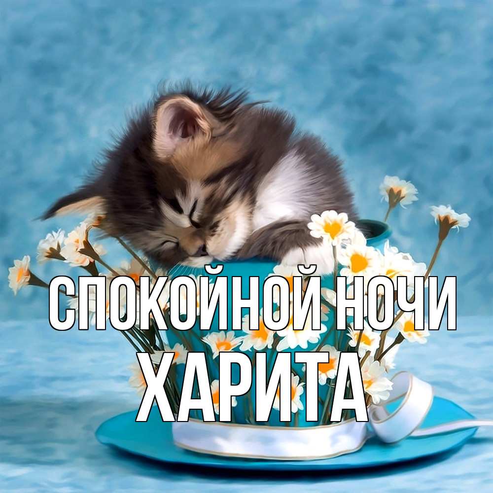 Открытка на каждый день с именем, Харита Спокойной ночи котенок спит в кружке с блюдцем Прикольная открытка с пожеланием онлайн скачать бесплатно 