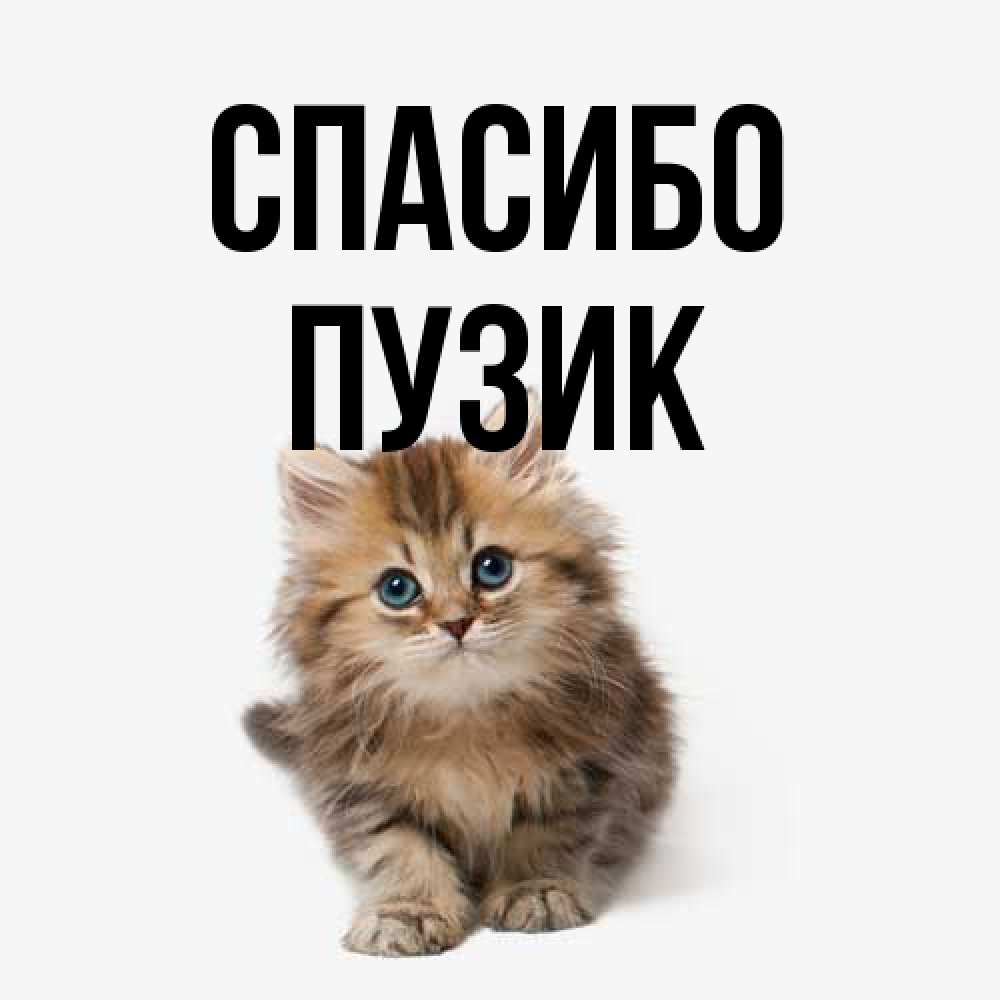 Открытка на каждый день с именем, Пузик Спасибо пушистый котик Прикольная открытка с пожеланием онлайн скачать бесплатно 