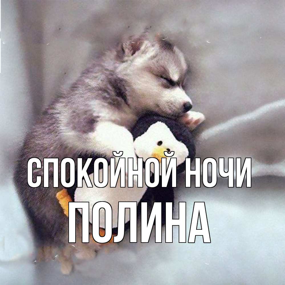 Открытка на каждый день с именем, Полина Спокойной ночи обнимашки щенка и пингвина Прикольная открытка с пожеланием онлайн скачать бесплатно 