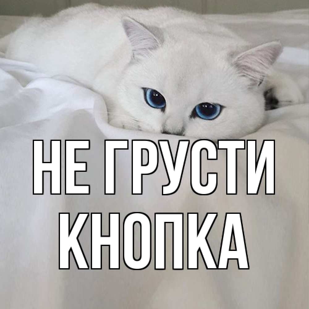 Открытка на каждый день с именем, Кнопка Не грусти белый кот с голубыми глазами на белоснежной кровати Прикольная открытка с пожеланием онлайн скачать бесплатно 