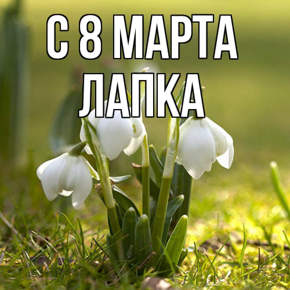 Открытка на каждый день с именем, лапка C 8 МАРТА ранние цветы 2 Прикольная открытка с пожеланием онлайн скачать бесплатно 