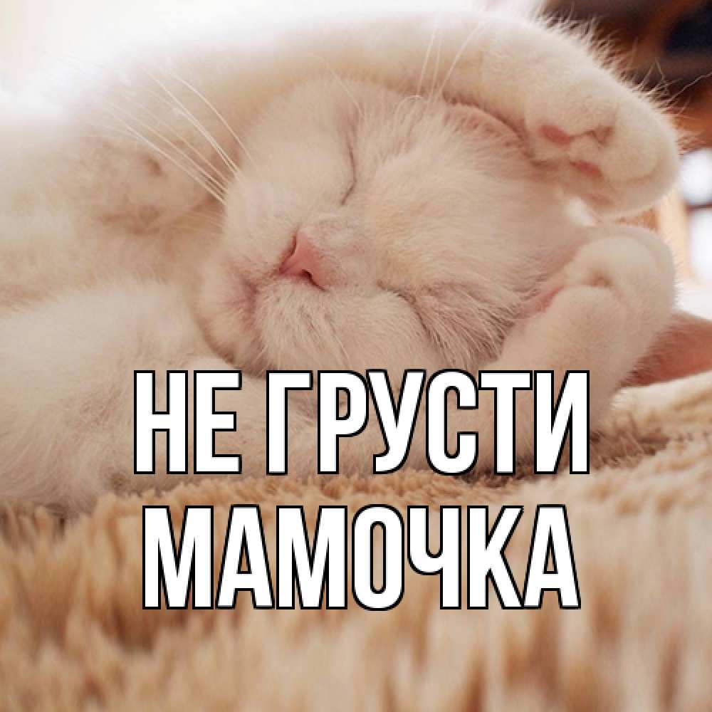 Открытка на каждый день с именем, Мамочка Не грусти белый кот Прикольная открытка с пожеланием онлайн скачать бесплатно 