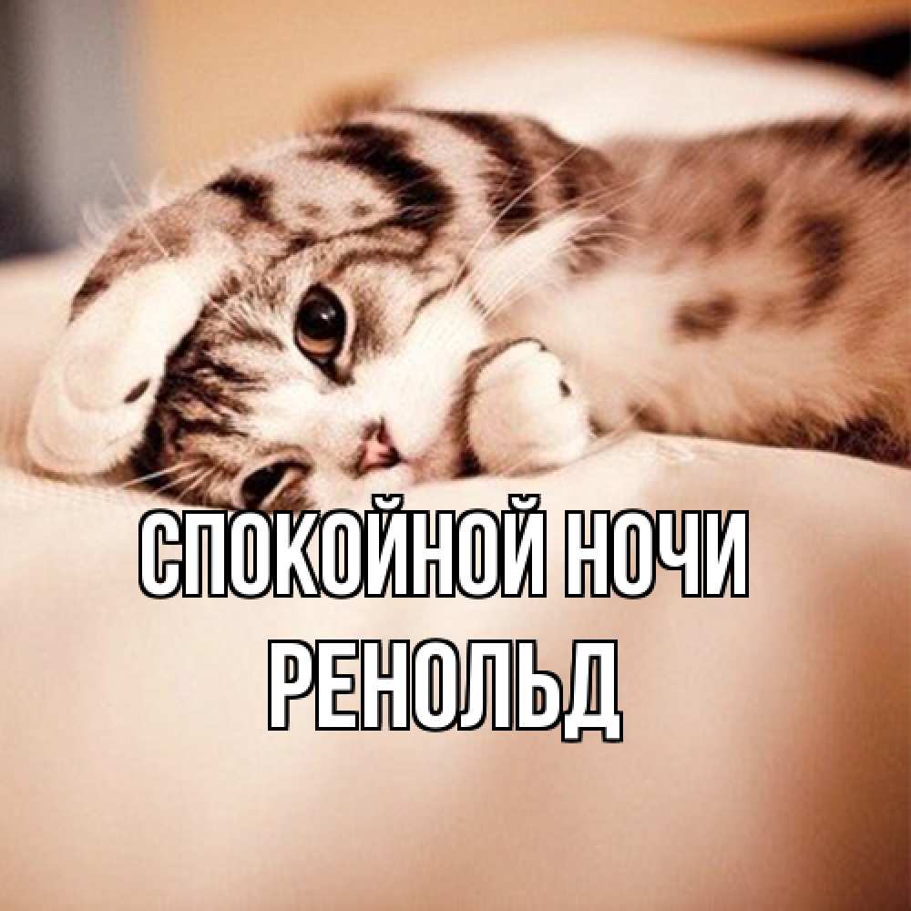 Открытка на каждый день с именем, Ренольд Спокойной ночи сладких снов с животными Прикольная открытка с пожеланием онлайн скачать бесплатно 