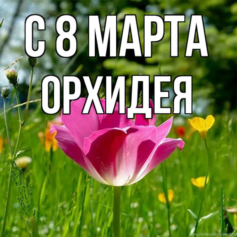 Картинка C 8 МАРТА, Орхидея