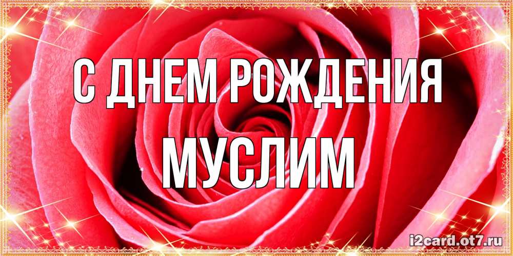Открытка на каждый день с именем, Муслим С днем рождения розовая роза очень крупный бутон Прикольная открытка с пожеланием онлайн скачать бесплатно 