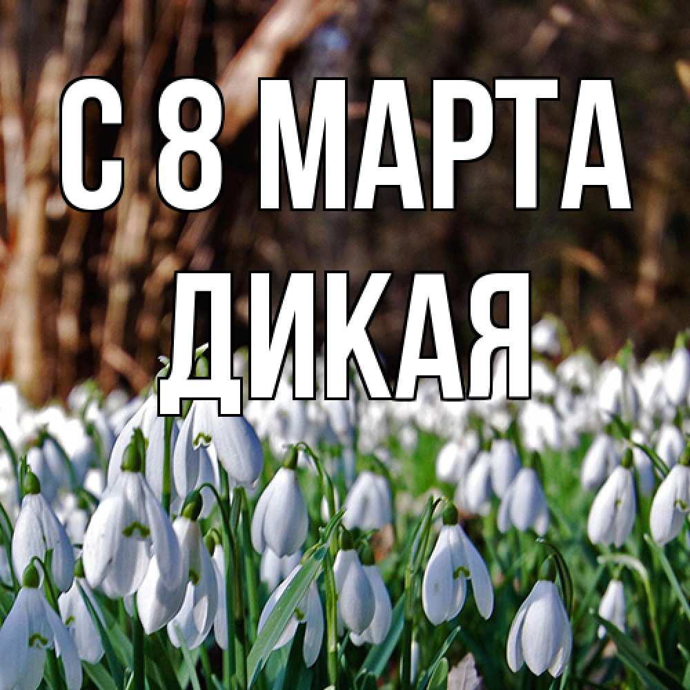 Открытка на каждый день с именем, дикая C 8 МАРТА с подснежниками 1 Прикольная открытка с пожеланием онлайн скачать бесплатно 