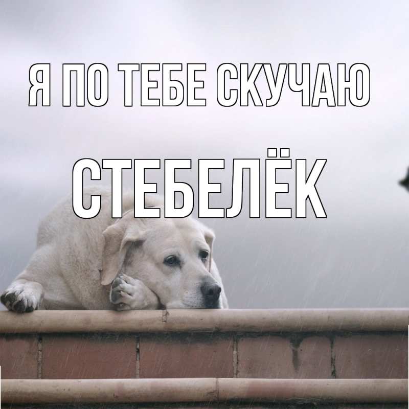 Картинка Я по тебе скучаю, Стебелёк