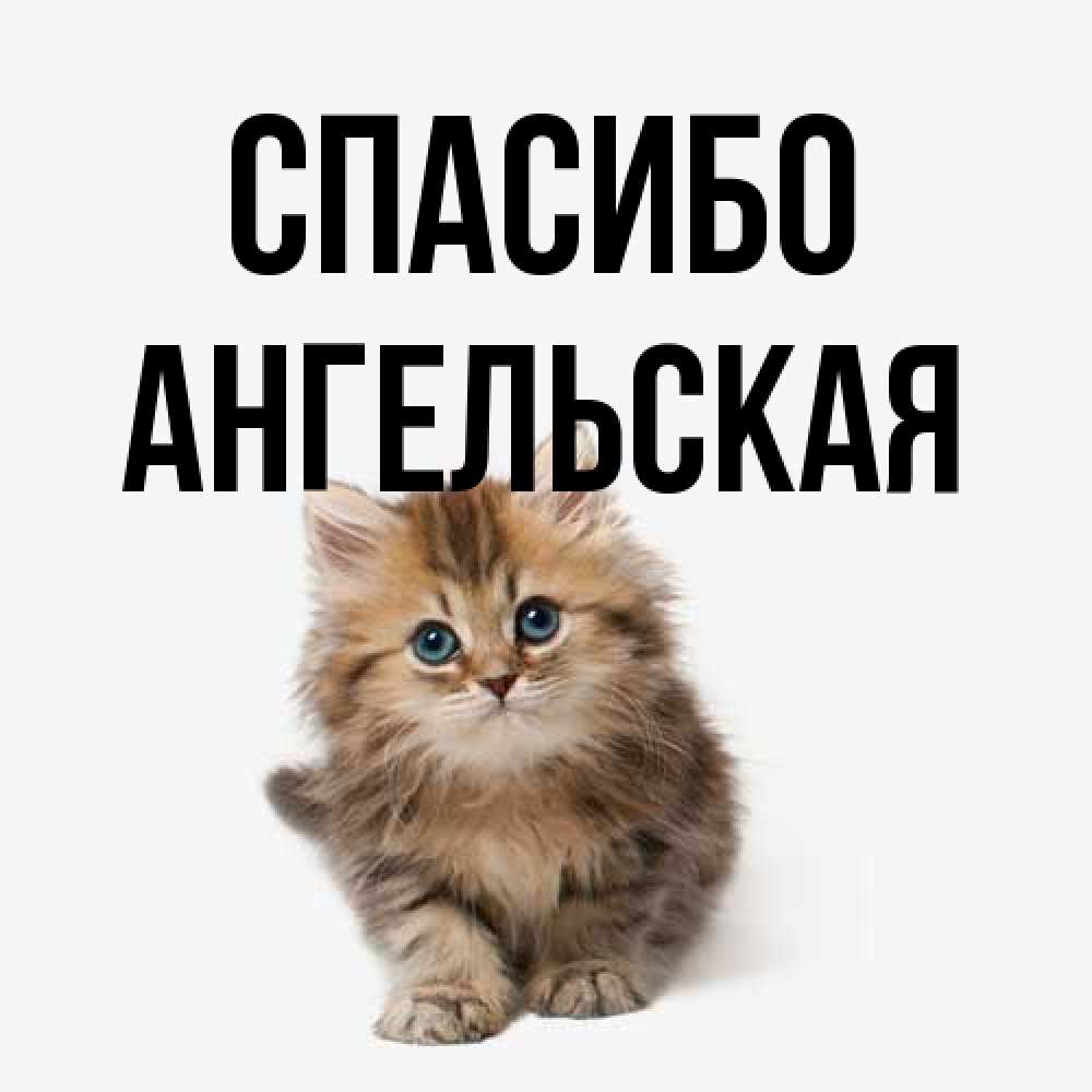 Открытка на каждый день с именем, Ангельская Спасибо пушистый котик Прикольная открытка с пожеланием онлайн скачать бесплатно 