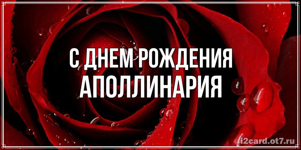 Открытка на каждый день с именем, Аполлинария С днем рождения крупная бордовая роза Прикольная открытка с пожеланием онлайн скачать бесплатно 