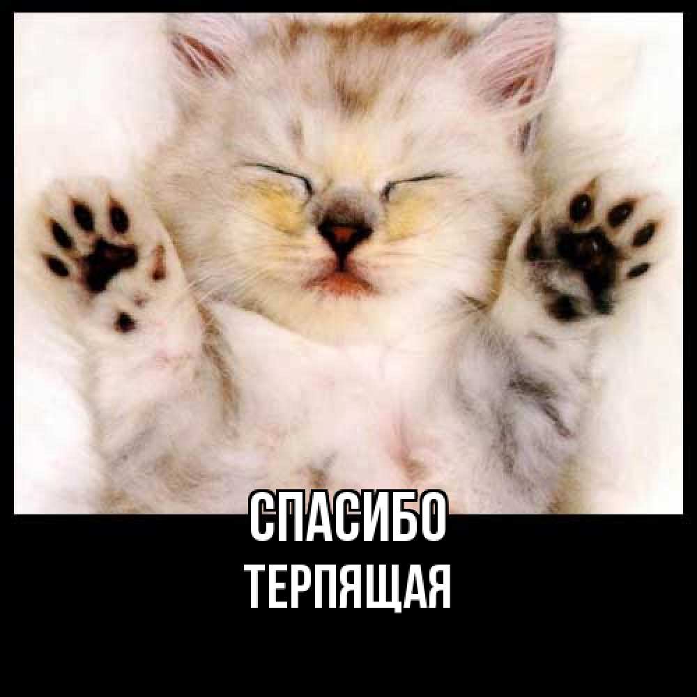 Открытка на каждый день с именем, Теpпящая Спасибо маленький котенок Прикольная открытка с пожеланием онлайн скачать бесплатно 