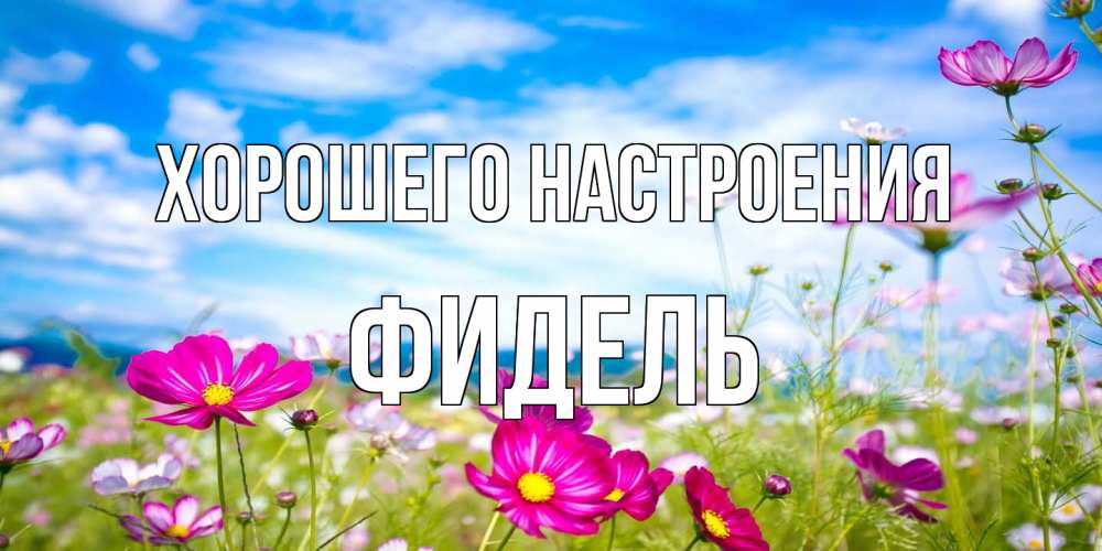Открытка на каждый день с именем, Фидель Хорошего настроения поле цветов Прикольная открытка с пожеланием онлайн скачать бесплатно 