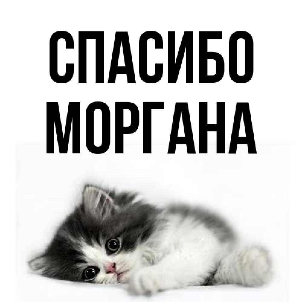 Открытка на каждый день с именем, Моргана Спасибо черный и белый кот Прикольная открытка с пожеланием онлайн скачать бесплатно 